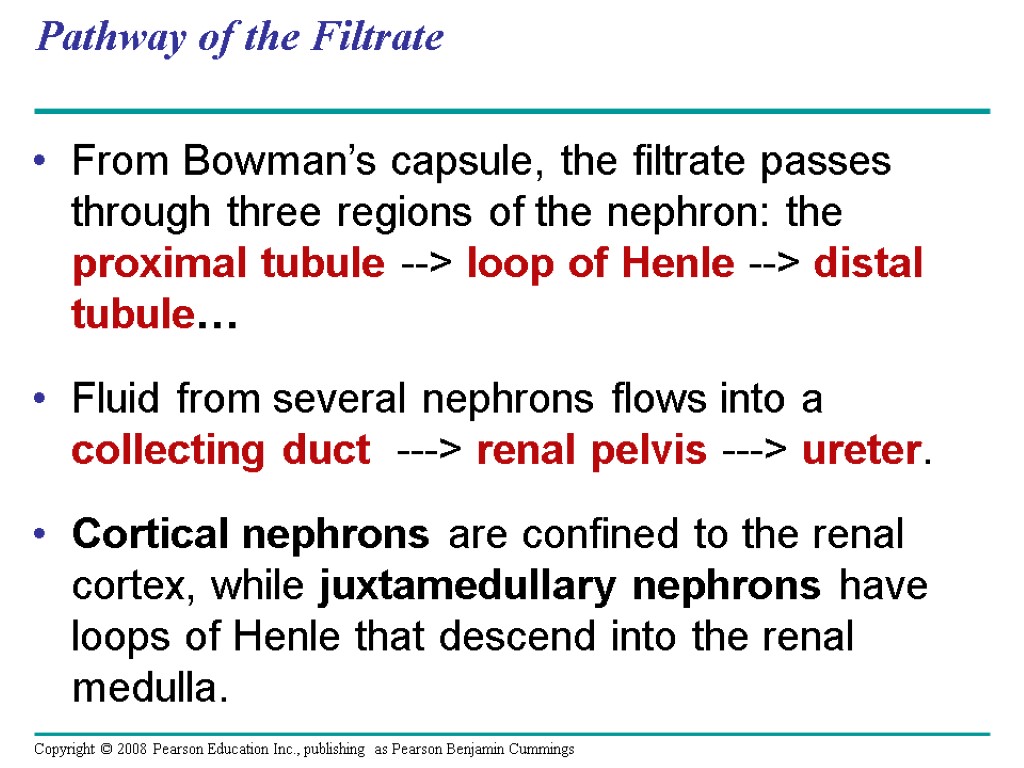 Pathway of the Filtrate From Bowman’s capsule, the filtrate passes through three regions of